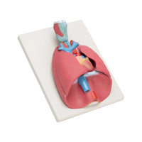 Buy Human Heart Lungs & Larynx Model – 7-Part Advanced Dissection for Medical & Anatomy Labs