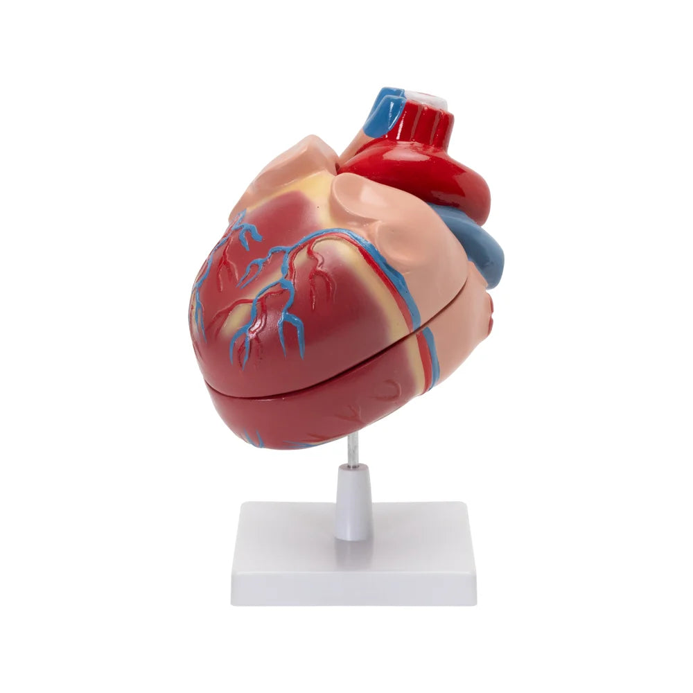 Buy Human Heart Model – ESAW Life-Size Anatomy Model for Lab Training