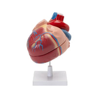 Buy Human Heart Model – ESAW Life-Size Anatomy Model for Lab Training