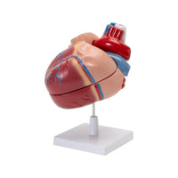 Buy Human Heart Model – ESAW Life-Size Anatomy Model for Lab Training