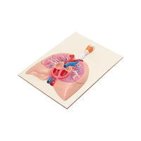 Shop Human Heart with Lungs & Larynx Model – Advanced Anatomy Display for Medical Education