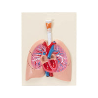 Image ALT Tags:

"Human Heart and Lungs Model for Medical Training"

"Larynx with Lungs and Heart Display for Anatomy Class"

"Anatomical Cardiopulmonary Model for Nursing Schools"