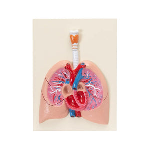 Image ALT Tags:

"Human Heart and Lungs Model for Medical Training"

"Larynx with Lungs and Heart Display for Anatomy Class"

"Anatomical Cardiopulmonary Model for Nursing Schools"