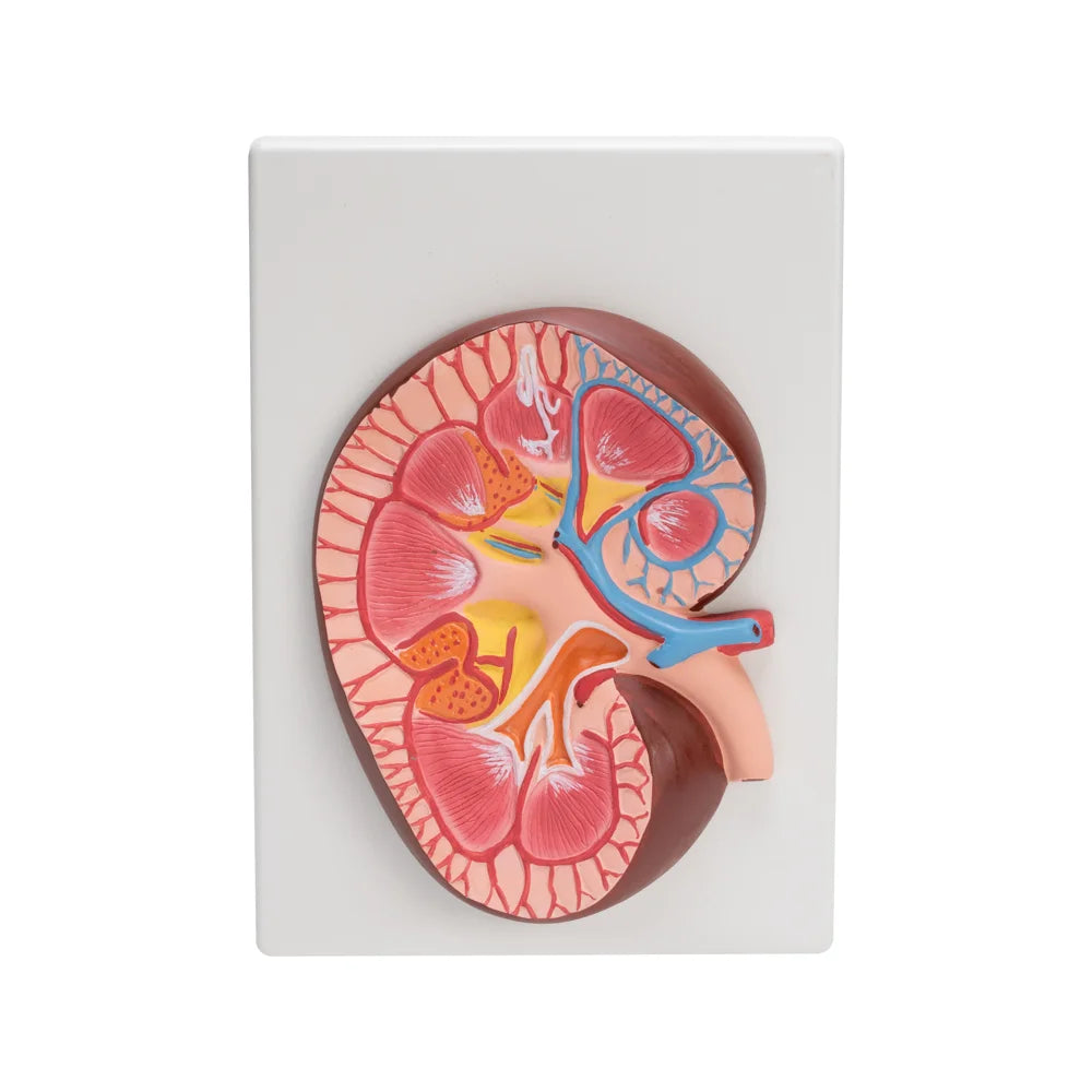 Image ALT Tags:

"Life-size human kidney model for biology and nursing students"

"Anatomical kidney model for medical lab demonstrations"

"Affordable kidney replica for science education in India"