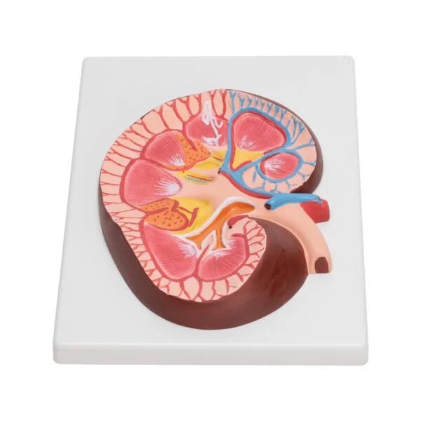 Buy Human Kidney Model – Life-Size Anatomical Organ Replica for Labs