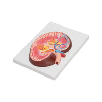 Buy Human Kidney Model – Life-Size Anatomical Organ Replica for Labs