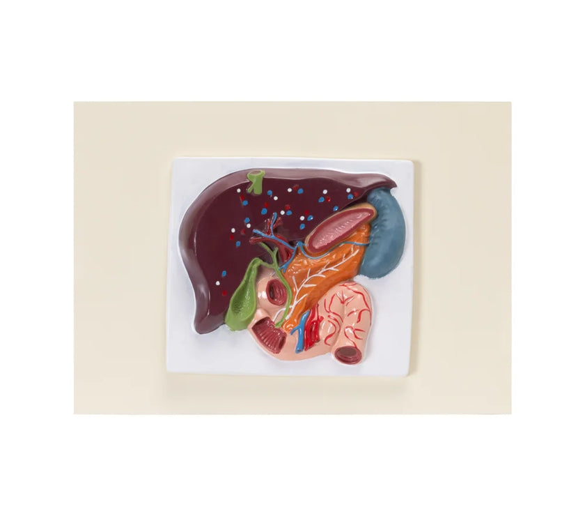 HUMAN LIVER, PANCREAS & DUODENUM MODEL (SMALL SIZE)