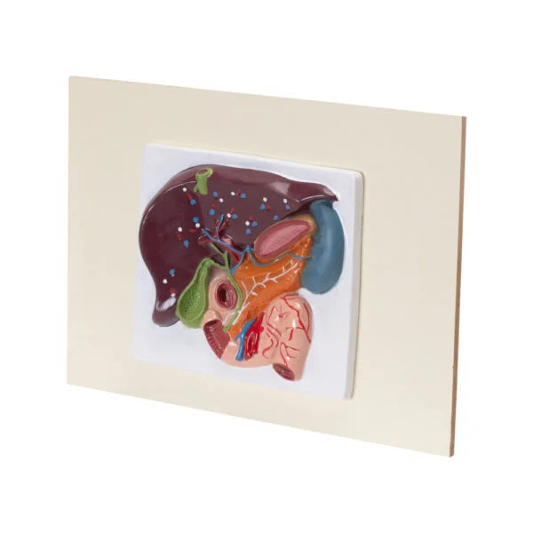 HUMAN LIVER, PANCREAS & DUODENUM MODEL (SMALL SIZE)