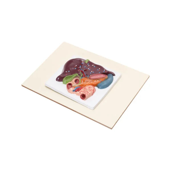 HUMAN LIVER, PANCREAS & DUODENUM MODEL (SMALL SIZE)