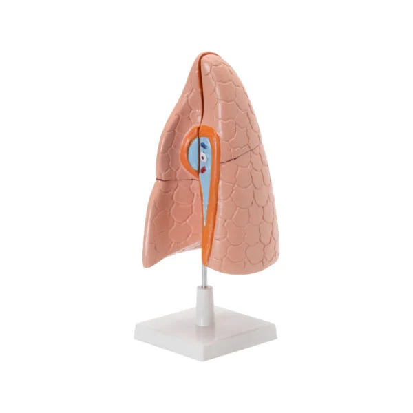 HUMAN LUNGS