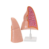 Shop Human Lungs Model – Educational Anatomy Model for Labs & Medical Colleges