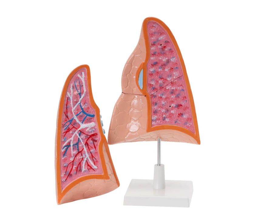 HUMAN LUNGS