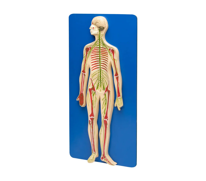 HUMAN NERVOUS SYSTEM