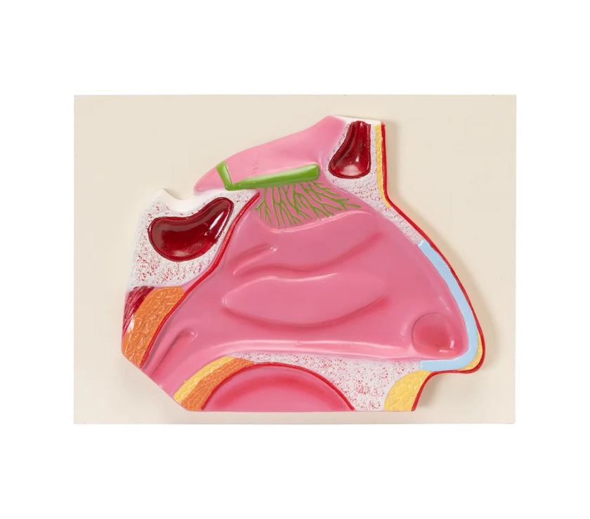 HUMAN NOSE