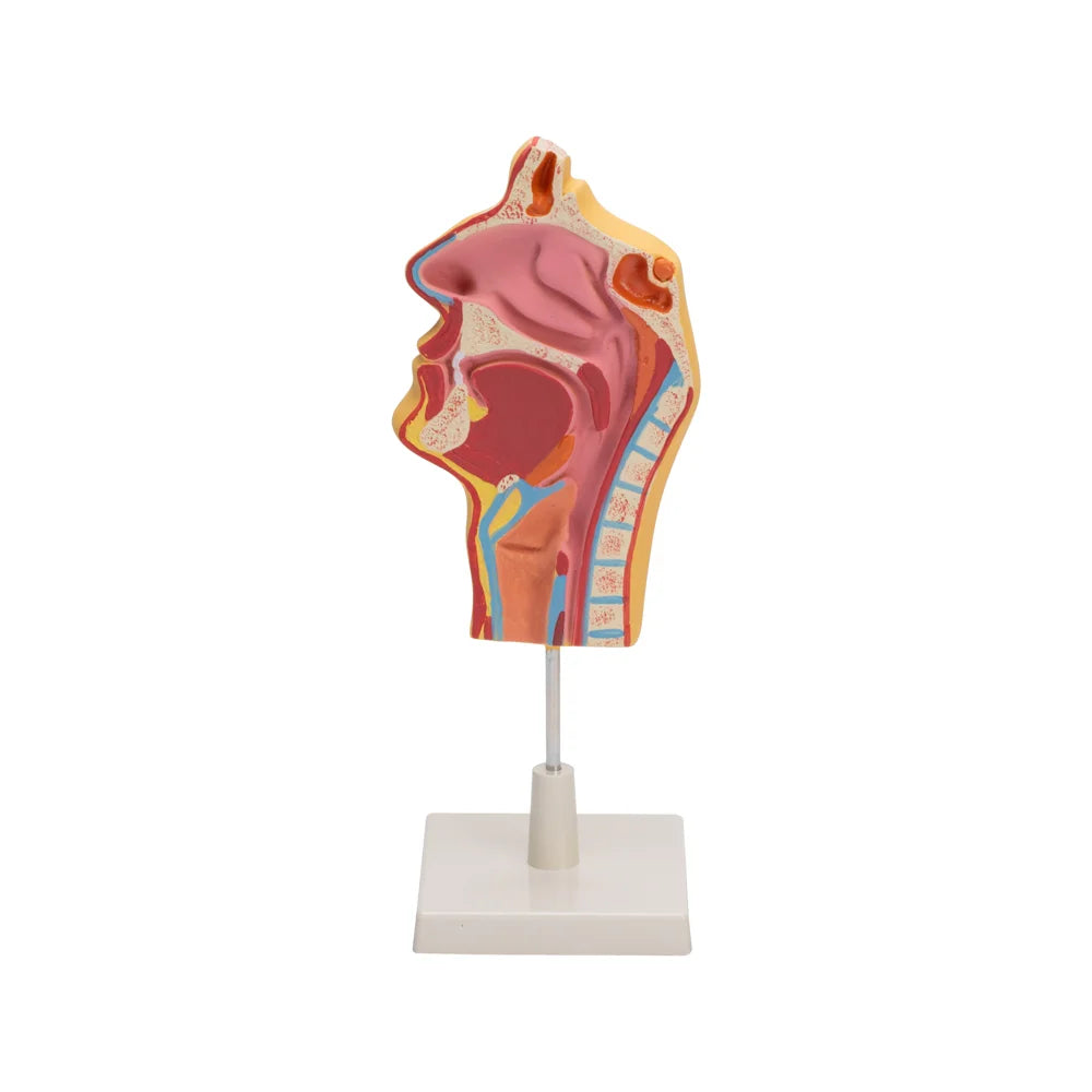 Image ALT Tags:

“Human Nose Model for ENT Labs and Medical Colleges”

“Anatomical Nose Model for Biology Classrooms”

“Plastic Human Nose Anatomy Tool by ESAW India”