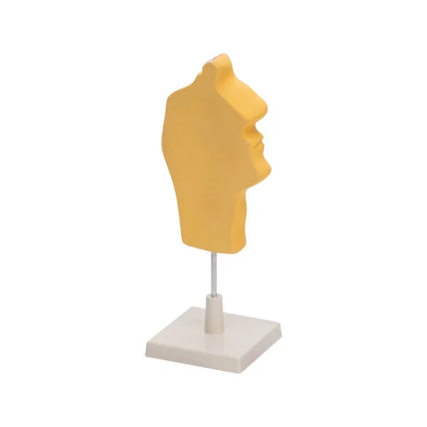 Buy Human Nose Model – Realistic Nasal Cavity Anatomy Tool for Labs