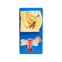 🖼 Image ALT Tags:

"Male Reproductive System Model for Anatomy Classes"

"Life Size Human Male Reproductive Model for Medical Labs"

"Anatomical Display of Male Reproductive Organs – Teaching Aid"