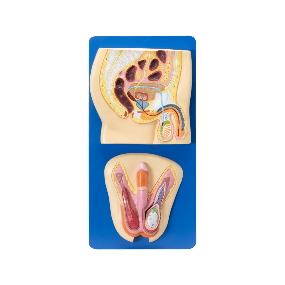 Buy Human Reproductive System Model (Male) – Anatomical Science Aid for Medical & Biology Labs