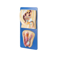 Buy Human Reproductive System Model (Male) – Anatomical Science Aid for Medical & Biology Labs