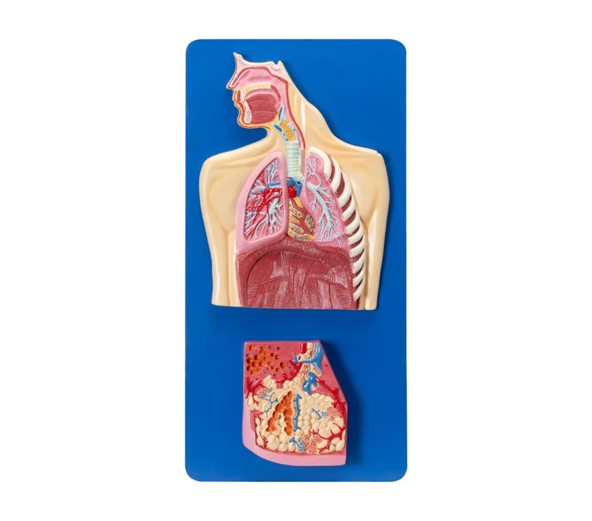 🖼 Image ALT Tags:

"Human Respiratory System Model with Pulmonary Acinus for Medical Students"

"Anatomical Lung Model with Alveoli for Physiology Education"

"3D Respiratory Tract Model for Nursing and Medical Colleges"