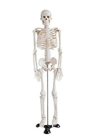 🖼 Image ALT Tags:

"Full Size Human Skeleton Model for Medical Colleges"

"Anatomical Skeleton Teaching Model on Stand"

"Export Quality Skeleton Model for Biology Labs"