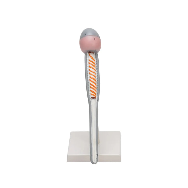Image ALT Tags:

"Human Sperm and Egg Model for Biology Classrooms"

"Enlarged Fertilization Process Model for Students"

"Educational Human Reproductive Model – ESAW India"