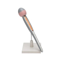 Buy Human Sperm & Egg Model – Enlarged Fertilization Teaching Model for Biology and Medical Labs