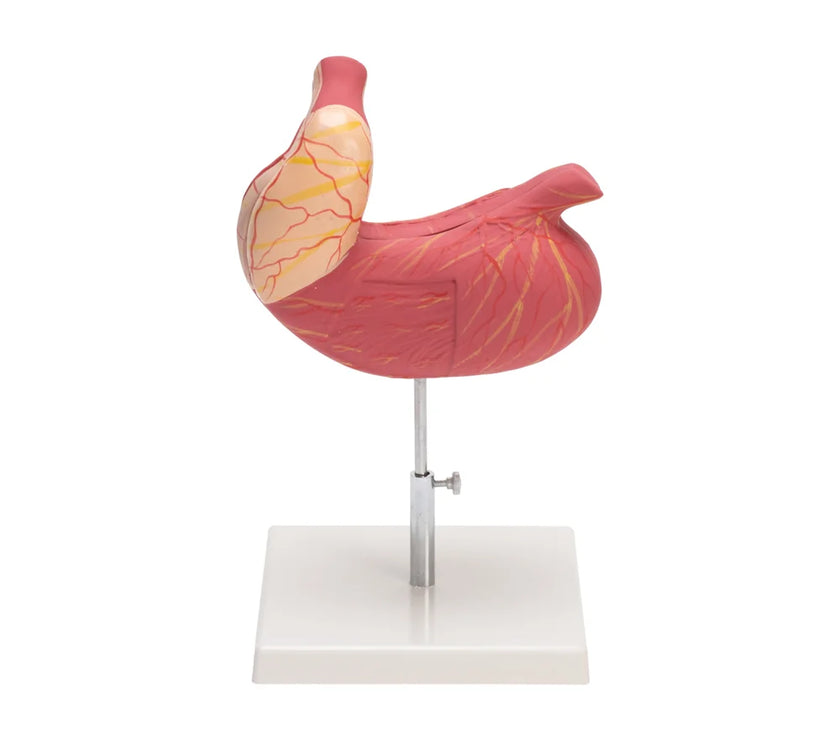 HUMAN STOMACH