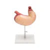 Buy Human Stomach Model – Anatomical Teaching Tool for Medical & Biology Labs