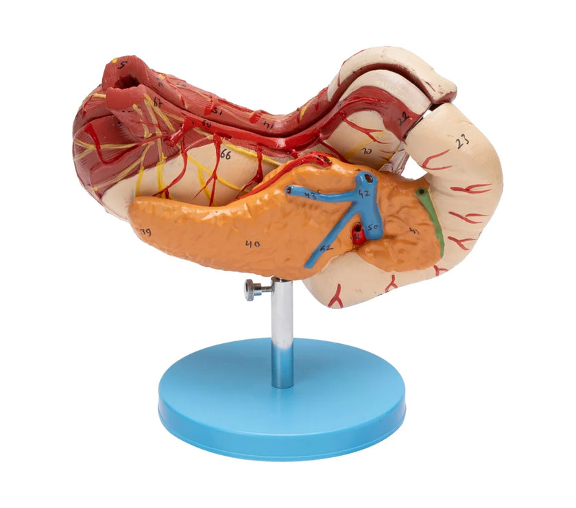 Duodenum Simple Model Buy Human Stomach, Pancreas & Duodenum Model – Anatomical Teaching Aid