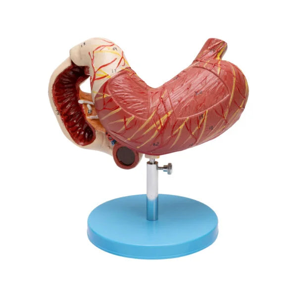 Buy Human Stomach, Pancreas & Duodenum Model – Anatomical Teaching Aid for Labs