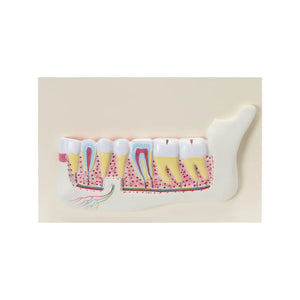 Image ALT Tags:

"Life-Size Human Teeth Model for Dental Teaching"

"Anatomical Teeth and Gum Structure Model for Science Labs"

"ESAW Human Dental Model for Classroom Demonstrations"