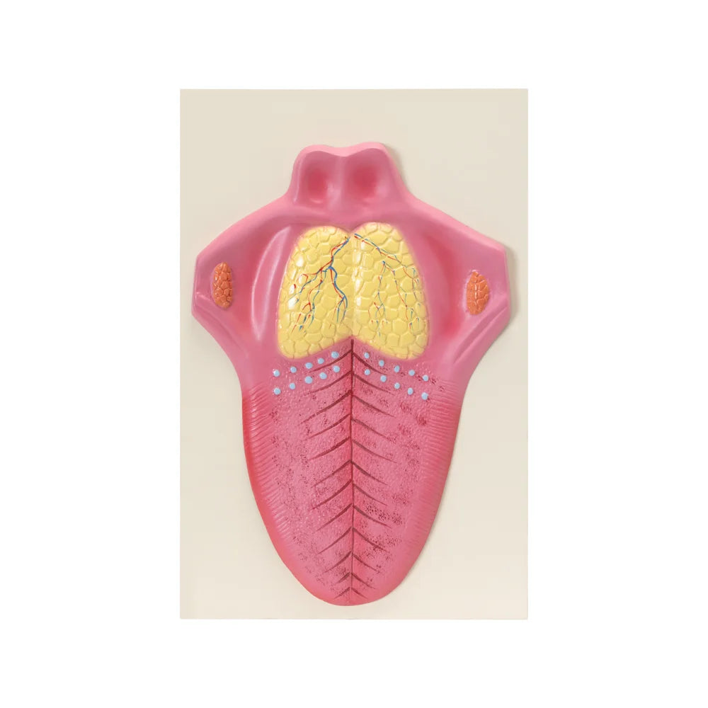 Image ALT Tags:

"Human Tongue Model for Oral Anatomy Labs"

"ESAW Educational Tongue Model for Dental Students"

"Plastic Tongue Model Showing Papillae and Musculature for Schools"