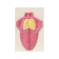 Image ALT Tags:

"Human Tongue Model for Oral Anatomy Labs"

"ESAW Educational Tongue Model for Dental Students"

"Plastic Tongue Model Showing Papillae and Musculature for Schools"