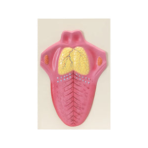 Image ALT Tags:

"Human Tongue Model for Oral Anatomy Labs"

"ESAW Educational Tongue Model for Dental Students"

"Plastic Tongue Model Showing Papillae and Musculature for Schools"