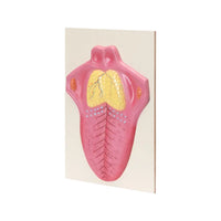 Buy Human Tongue Model – Anatomical Teaching Aid for Labs & Colleges