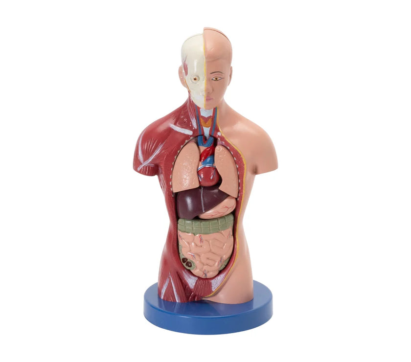 Humman Torso Shop Human Torso Mini – Compact Anatomical Learning Model for Students