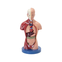 Shop Human Torso Mini – Compact Anatomical Learning Model for Students