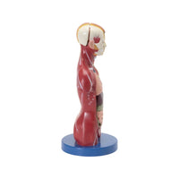 Shop Human Torso Mini – Compact Anatomical Learning Model for Students