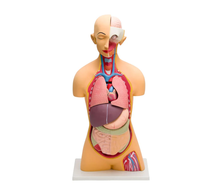 Humman Torso HUMAN TORSO MODEL