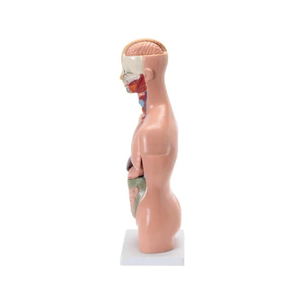 Science Lab Torso Model Shop Human Torso Small – Compact Anatomical Model for Students & Labs