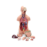 Shop Human Torso Small – Compact Anatomical Model for Students & Labs