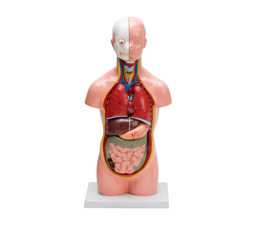 HUMAN TORSO SMALL (10 PART)