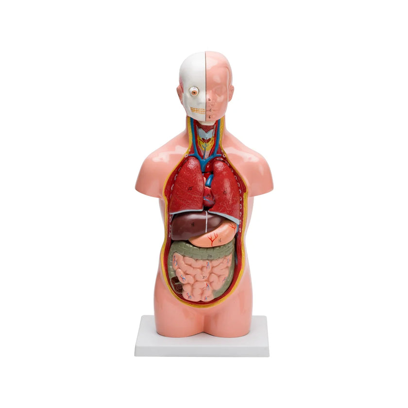 HUMAN TORSO SMALL (10 PART)
