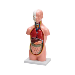 🖼 Image ALT Tags:

"Small Human Torso 10-Part Model for Biology Education"

"Removable Organ Anatomy Model for Nursing Schools"

"Affordable Torso Model for Science Labs and Classrooms"
