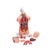 Buy Human Torso Small 10-Part – Educational Anatomy Model for Students & Labs