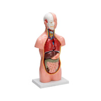 Buy Human Torso Small 10-Part – Educational Anatomy Model for Students & Labs