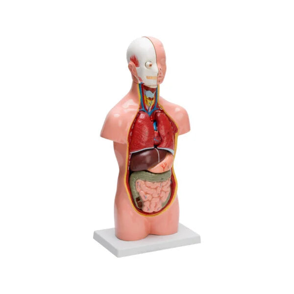 HUMAN TORSO SMALL (10 PART)