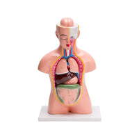 Buy Human Torso Small 9 Parts – Educational Anatomy Model for Science Labs