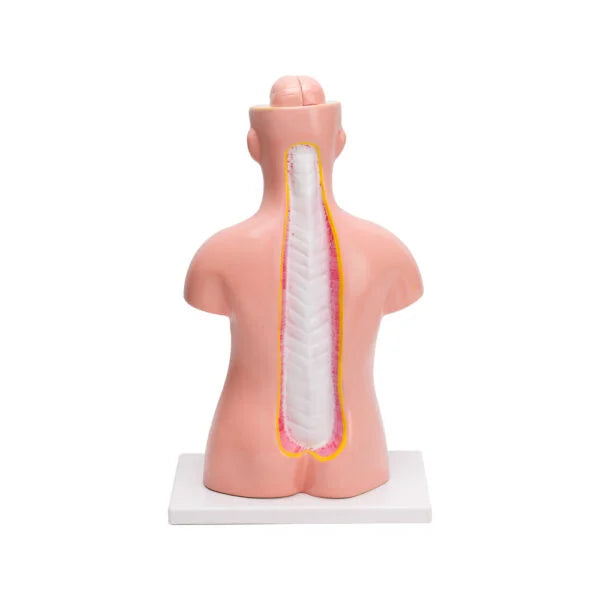 Science Lab Torso Model Buy Human Torso Small 9 Parts – Educational Anatomy Model for Science
